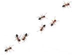 Mieren gaan niet direct dood